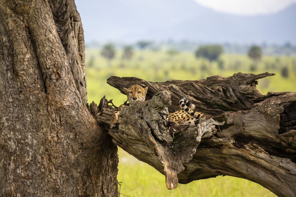 Gepard im Kidepo-Nationalpark