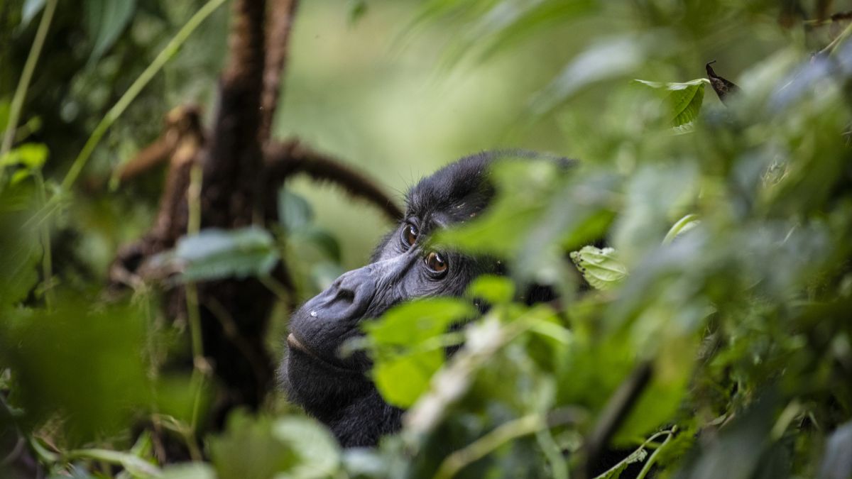 Der erste Blickkontakt: Berggorilla in Uganda
