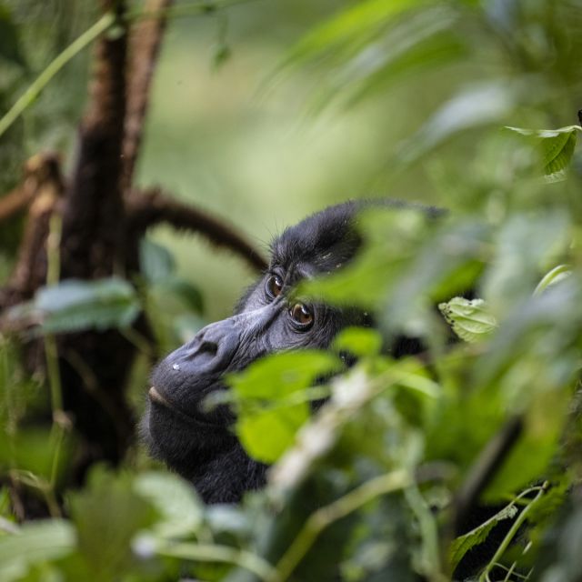 Gorilla-Tracking in Uganda