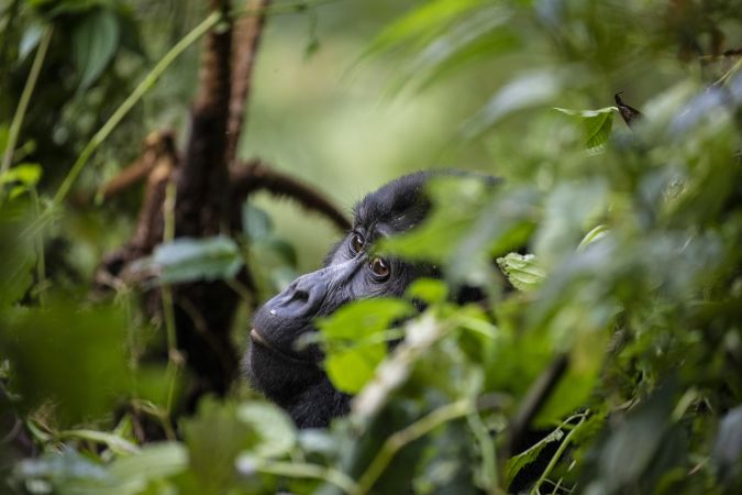 Berggorillas aus nächster Nähe © Diamir