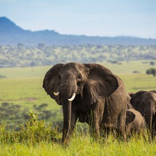 Elefanten im Kidepo-Nationalpark