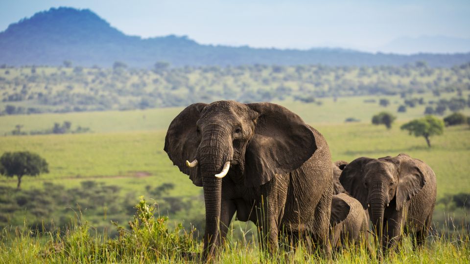Elefanten im Kidepo-Nationalpark
