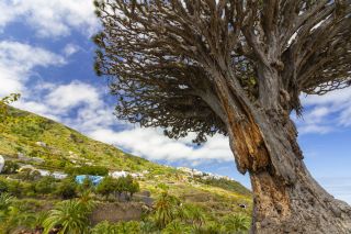 Der 1000-jährige Drachenbaum, ein Wahrzeichen Teneriffas
