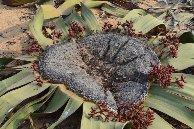 Welwitschia Mirabilis, Angola © Diamir
