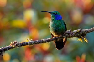 Farbenprächtiger Kolibri (Berg-Veilchenohrkolibri), der von Costa Rica  bis Südamerika vorkommt