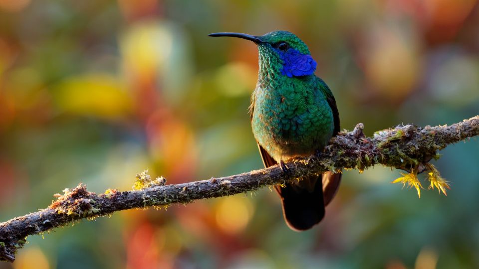 Farbenprächtiger Kolibri (Berg-Veilchenohrkolibri), der von Costa Rica  bis Südamerika vorkommt