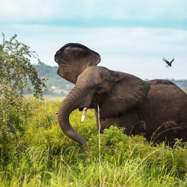 Elefant im Kidepo- Nationalpark
