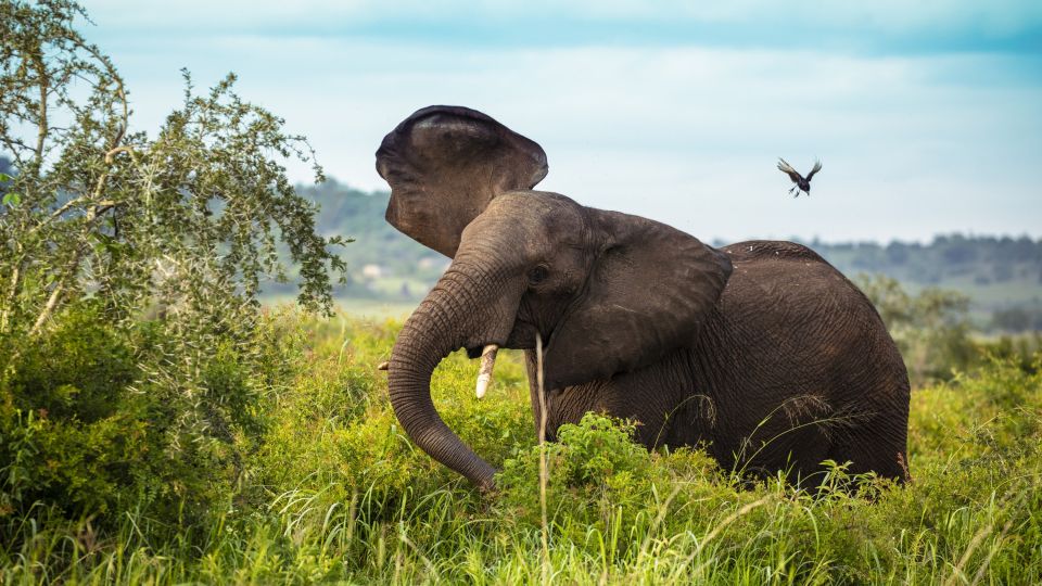 Elefant im Kidepo- Nationalpark