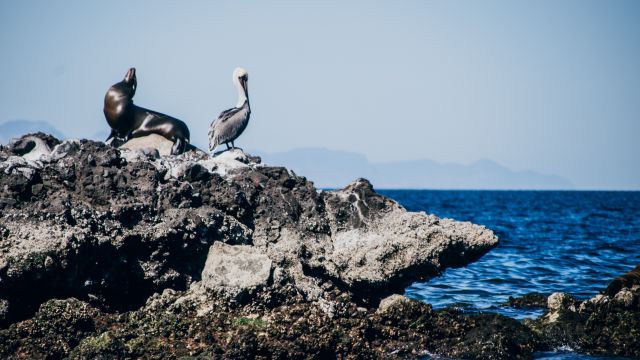 Seelöwe und Seevogel vereint - ein typisches Panorama auf den Inseln vor der Baja California
