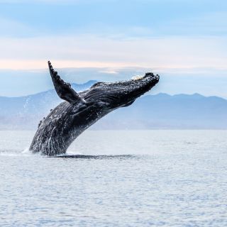 Atemberaubende Walbegegnung auf einer Beobachtungstour