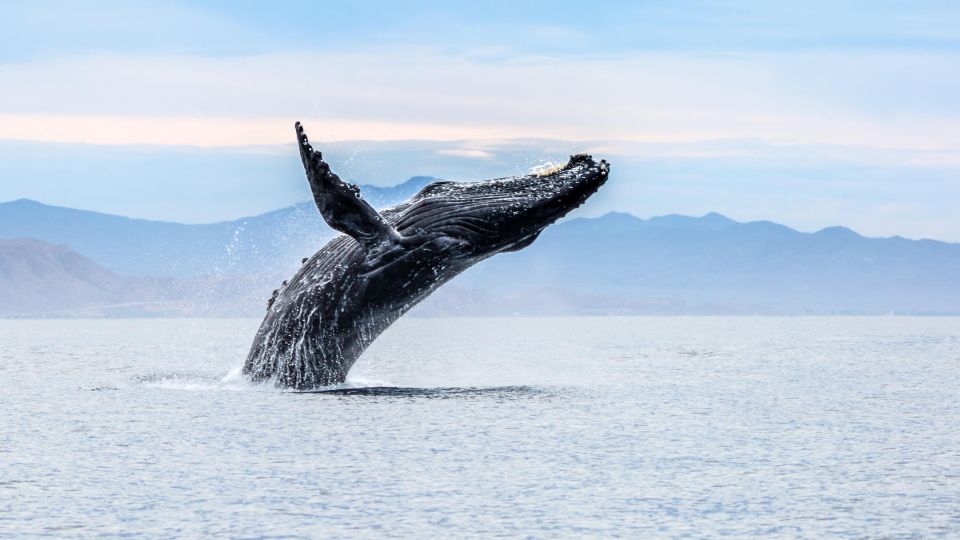 Atemberaubende Walbegegnung auf einer Beobachtungstour
