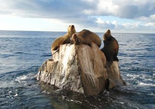 Putzige Seelöwen tummeln sich auf einem Felsvorsprung