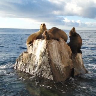 Putzige Seelöwen tummeln sich auf einem Felsvorsprung