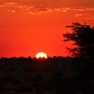 die roten Dünen der Kalahari
