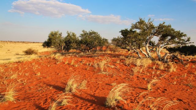 Farbenrausch in der Kalahari