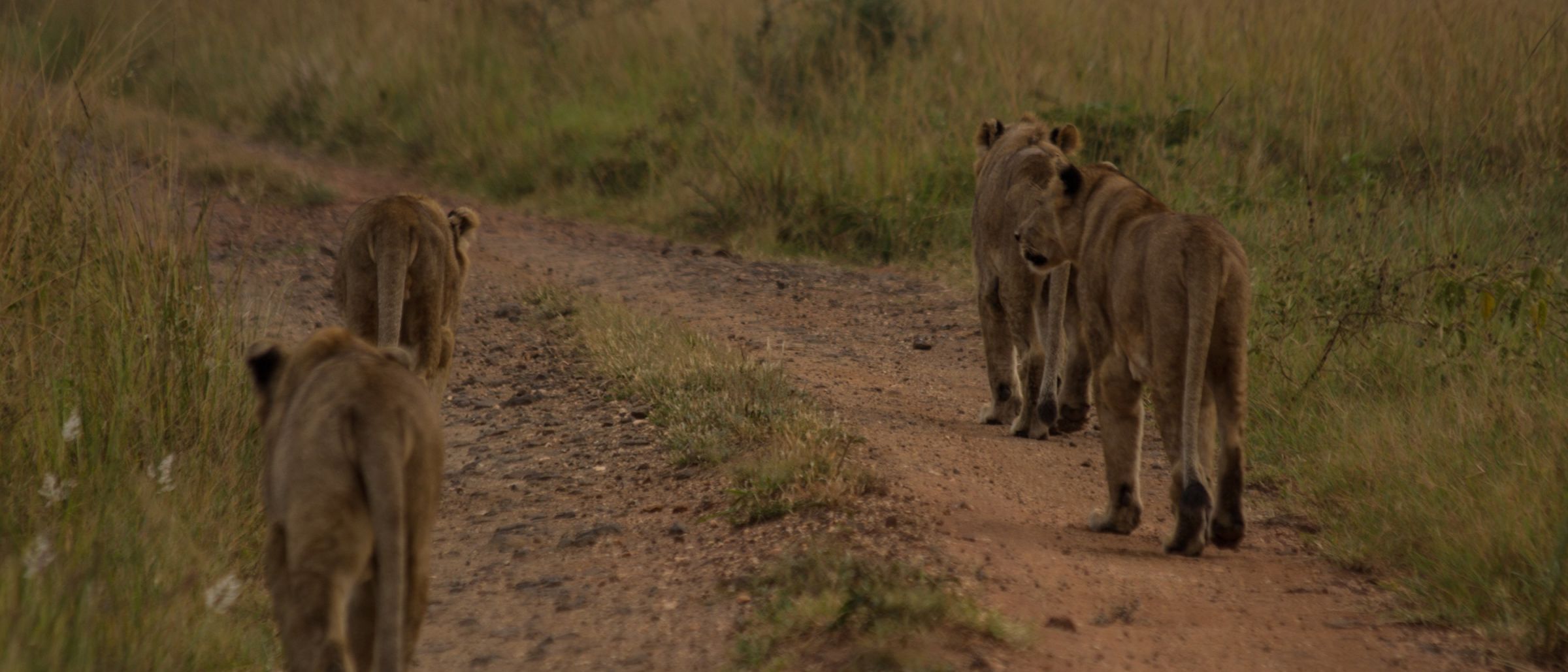Löwinnen auf Pirsch in der Dämmerung im Kidepo-Nationalpark
