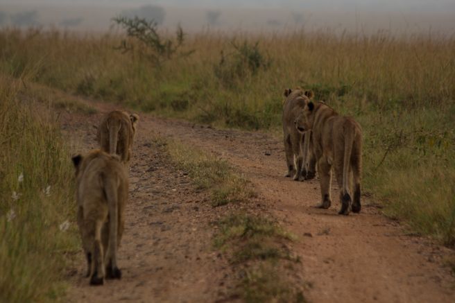 Löwinnen auf Pirsch in der Dämmerung im Kidepo-Nationalpark