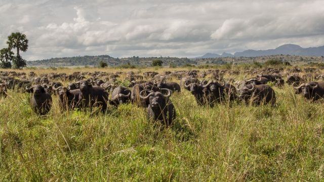 Büffelherde im Kidepo-Nationalpark