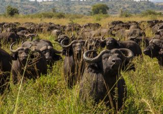 Büffelherde im Kidepo-Nationalpark