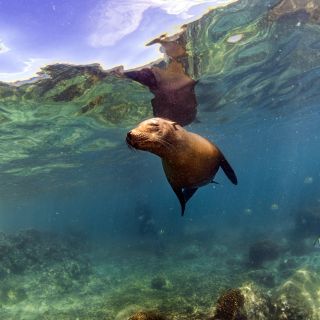 Seelöwe unter Wasser auf Galapagos