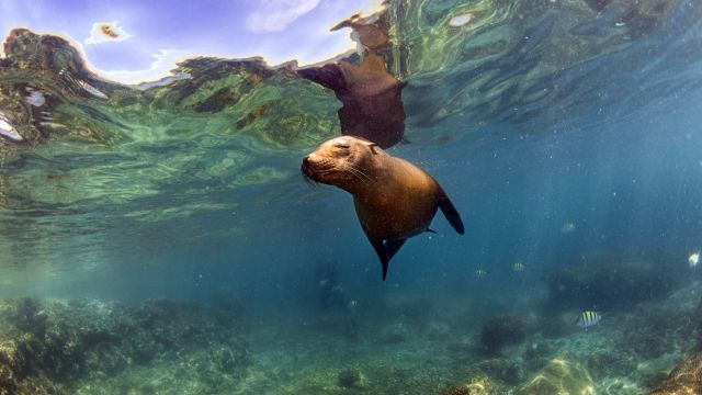 Seelöwe unter Wasser auf Galapagos