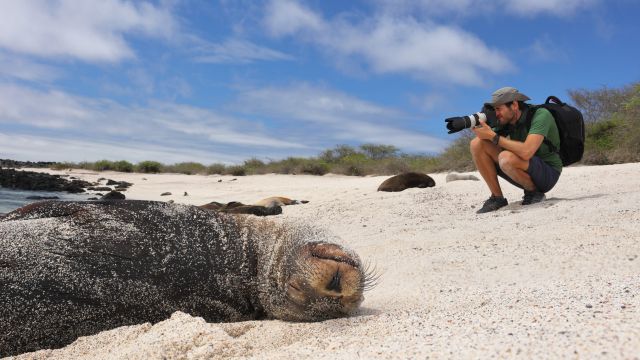 Verträumter Seelöwe am Strand von Galapagos  lässt sich von einem Fotografen nicht aus der Ruhe bringen