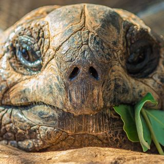 Galapagos-Riesenschildkröte vertilgt frische Blätter