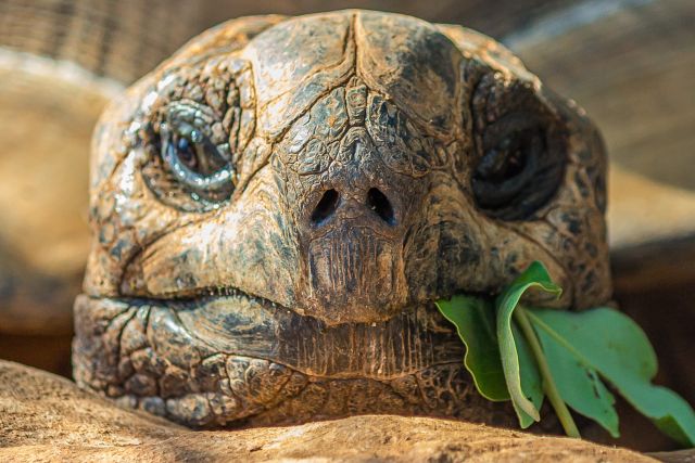 Galapagos-Riesenschildkröte vertilgt frische Blätter