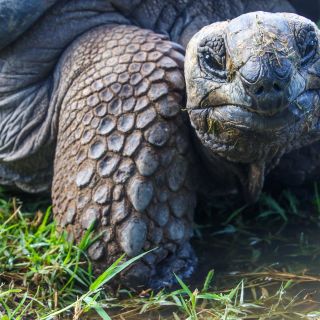 Galapagos-Riesenschildkröte lächelt in die Kamera