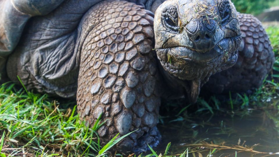 Galapagos-Riesenschildkröte lächelt in die Kamera
