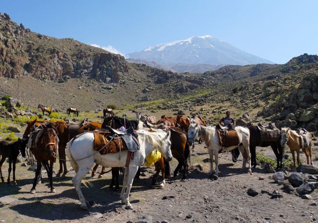 Der Gepäcktransport am Ararat erfolgt bis zum Hochlager mit Lastentieren