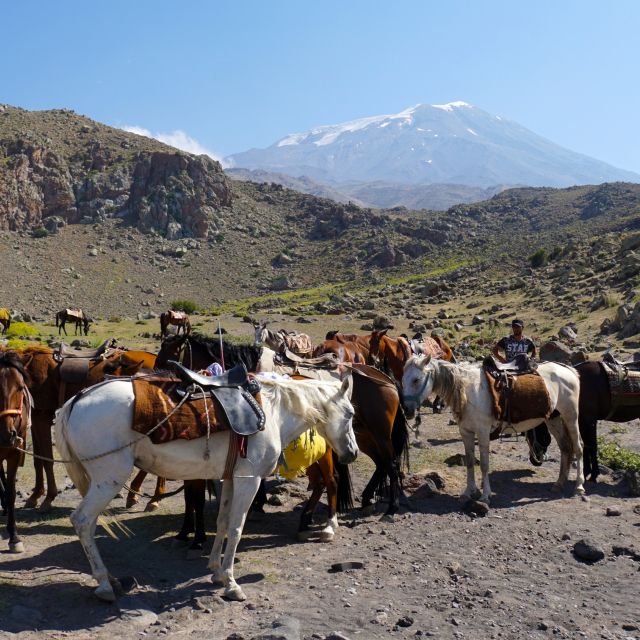 Der Gepäcktransport am Ararat erfolgt bis zum Hochlager mit Lastentieren