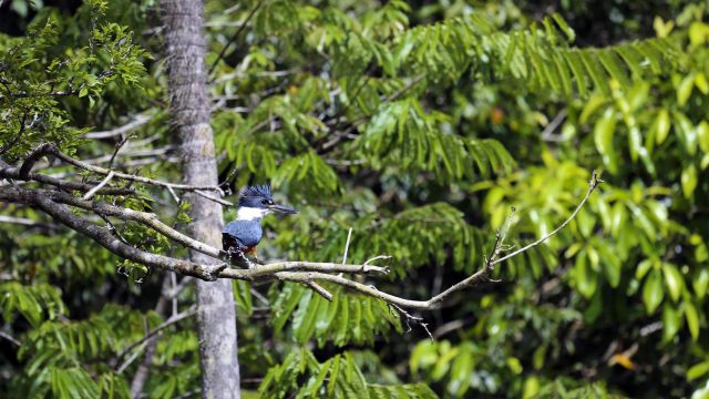Bunte Vogelwelt Guyanas
