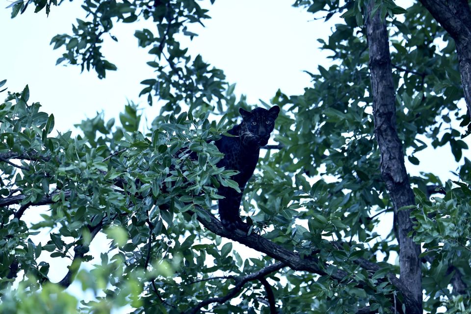 Schwarzer Panter im Pench-Nationalpark in der Telia-Zone