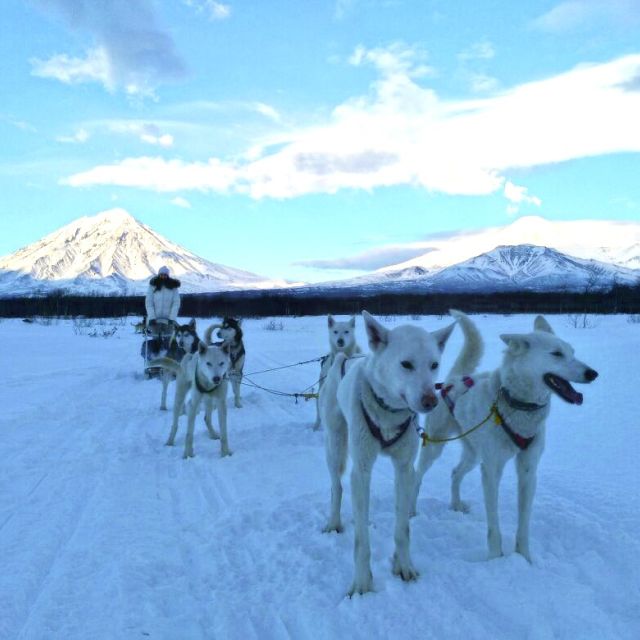 Hundeschlittengespann im Winter auf Kamtschatka