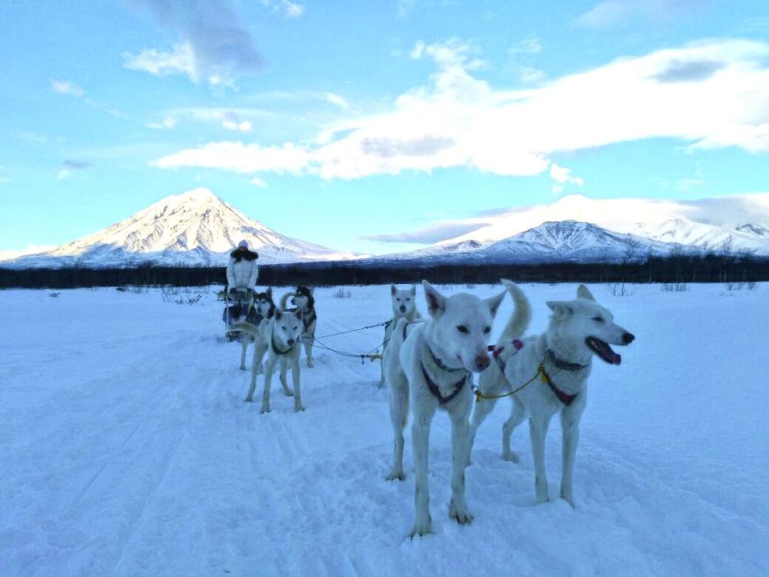 Hundeschlittengespann im Winter auf Kamtschatka
