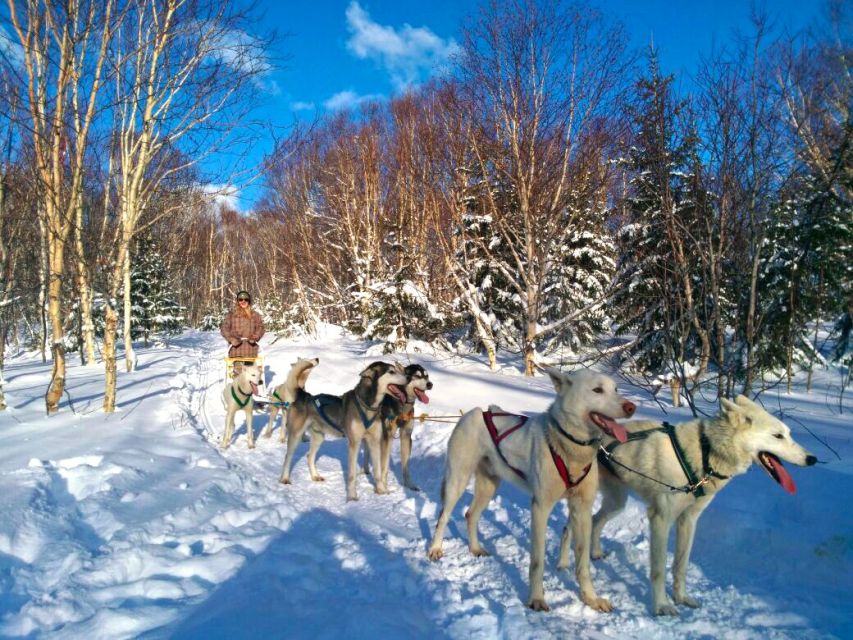 Hundeschlittenfahrt im Winter auf Kamtschatka