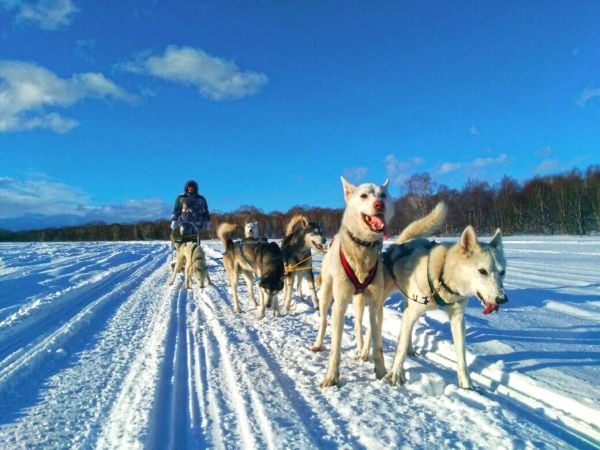 Hundeschlitten im Winter auf Kamtschatka © Diamir