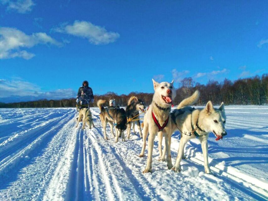 Hundeschlitten im Winter auf Kamtschatka