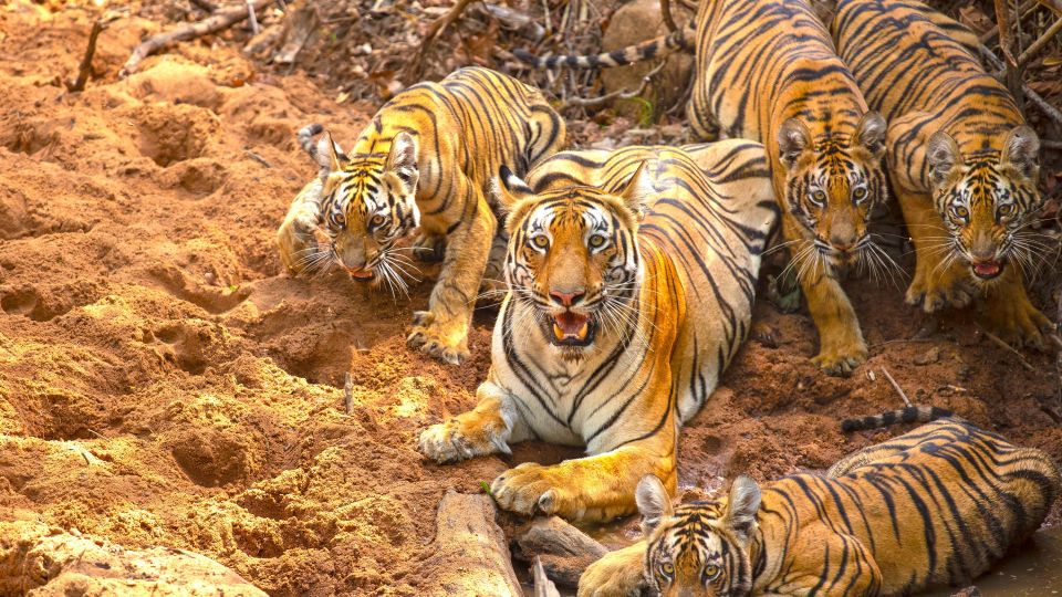 Tiger Thor mit Familie im Tadoba-Nationalpark