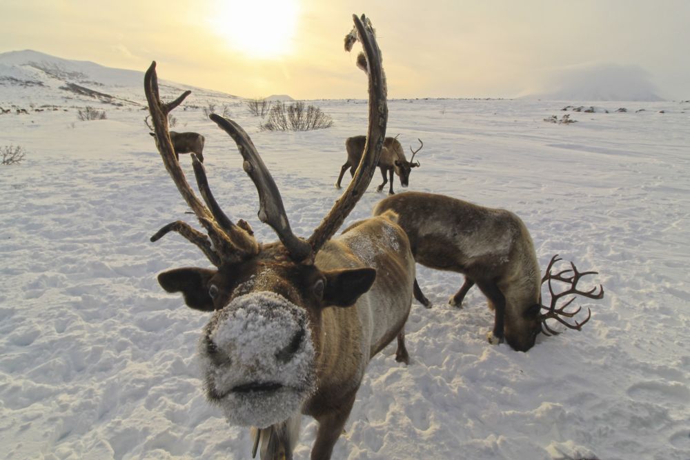 Rentiere in Kamtschatka bei Esso im Winter