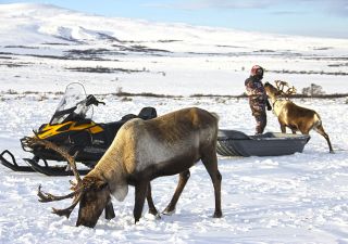Rentiere und Motorschlitten in Kamtschatka bei Esso im Winter