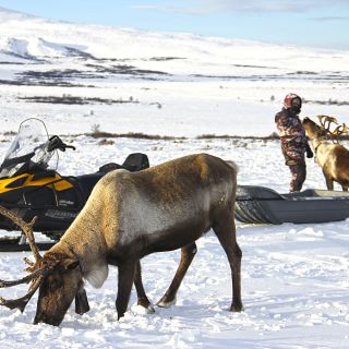Rentiere und Motorschlitten in Kamtschatka bei Esso im Winter