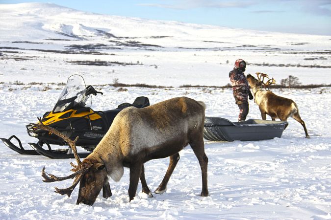 Rentiere und Motorschlitten in Kamtschatka bei Esso im Winter © Diamir