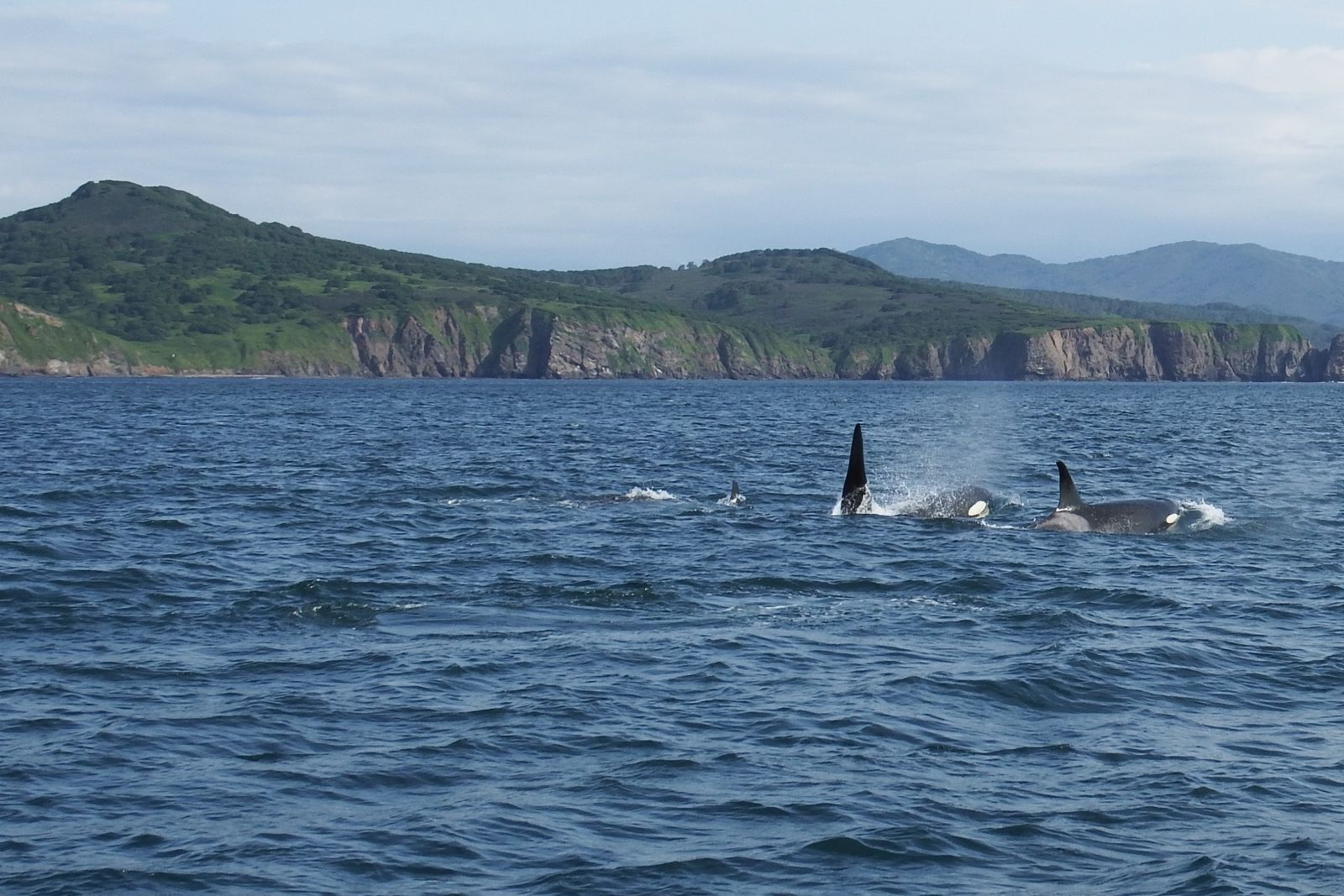 Orcas in der Awatscha-Bucht