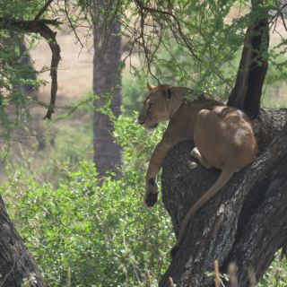 Auf Safari unterwegs in Tansania