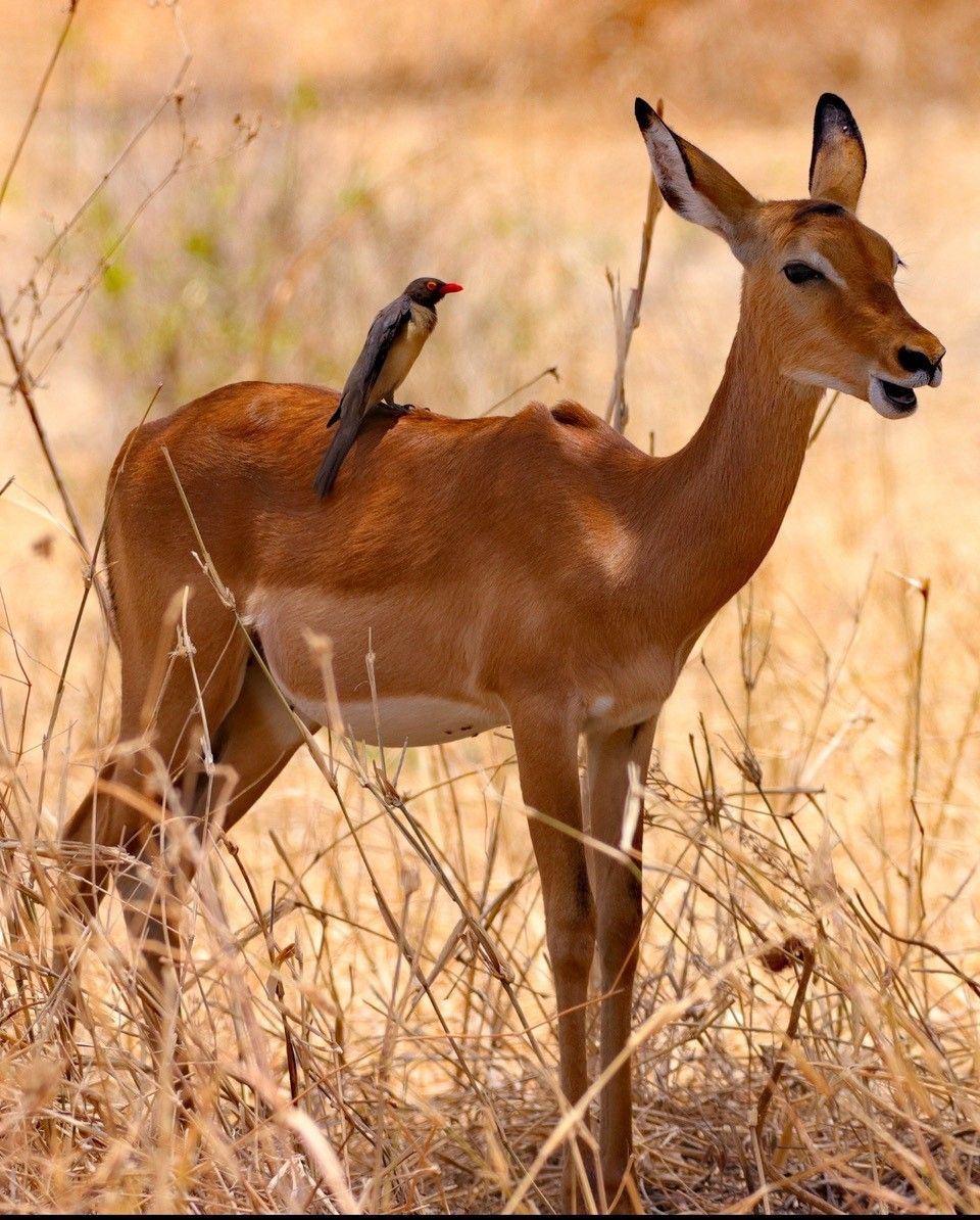 Gazelle mit Madenhacker