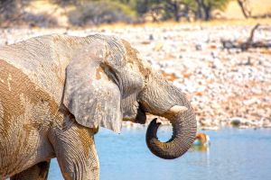 Elefant am Wasserloch in Namibia