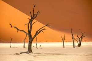 Impressionen im Dead Vlei in Namibia