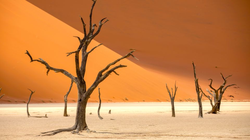 Impressionen im Dead Vlei in Namibia